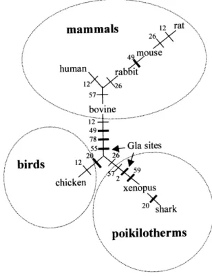 FIG. 7. Analysis of MGP by maximum parsimony analysis. Align- Align-ment of MGPs represented in Fig