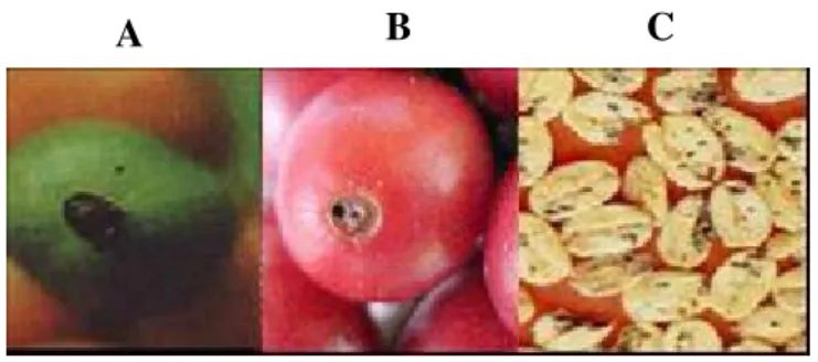 Figura II.iv.v.i.  Diferentes estágios de maturação do café: A: verde; B: maduro; e C: 