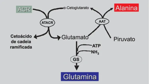 Figura  7  -  Acção  dos  ACR  como  precursores  de  Glutamina  no  tecido  muscular  aquando  do  exercício prolongado, suprindo assim a necessidade sentida, por este, de Glutamina