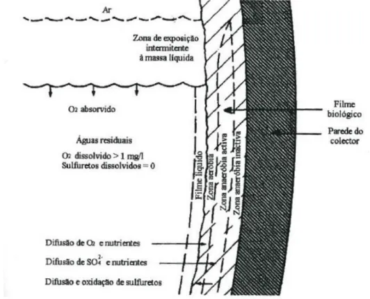 Figura 2.3 - Corte transversal de um coletor - condições aeróbias [10] 