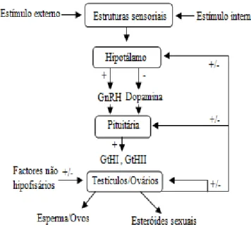 Figura 1.1 Esquema das vias de estimulação (+) e inibição (-) reprodutiva e maturação, consistindo em  factores ou substâncias que regulam estruturas ou comportamentos em peixes teleósteos adultos