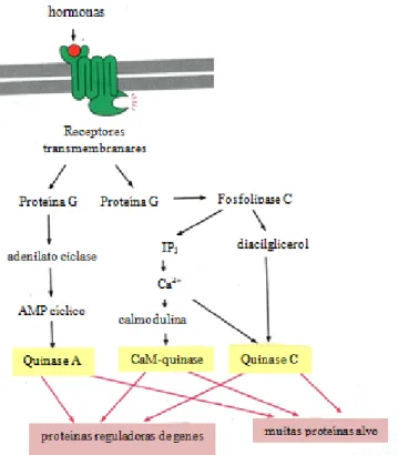 Figura 1.3:  Vias  de  sinalização  intracelulares.  O  diagrama representa as  vias  das proteínas  G ligadas a  receptores via cAMP