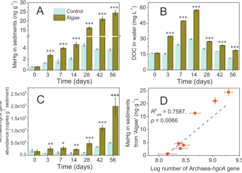 Fig. 2. Changes of MeHg concentrations (A) in Chaohu lake (CHL) sediments and DOC contents in water (B) as well as the copies of Archaea-hgcA gene (C) in sediments and linear relationship of MeHg levels and Archaea-hgcA gene copies in ‘ Algae ’ treatments 