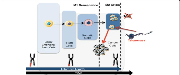 Fig. 1 Telomere length dynamics in different cells over time. Telomeres shorten over time