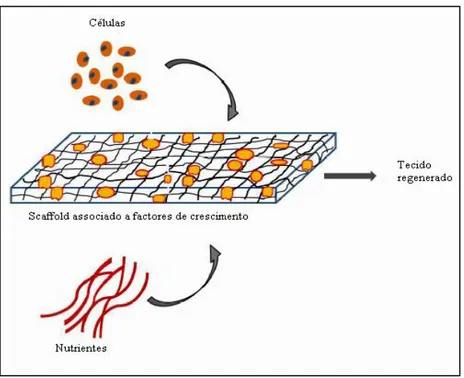 Figura  1:  Ferramentas  essenciais  da  engenharia  de  tecidos:  cultivo  de  células  em  scaffold  associado  a  factores  de  crescimento,  na  presença  de  nutrientes  (Adaptado  de  Sharma et al