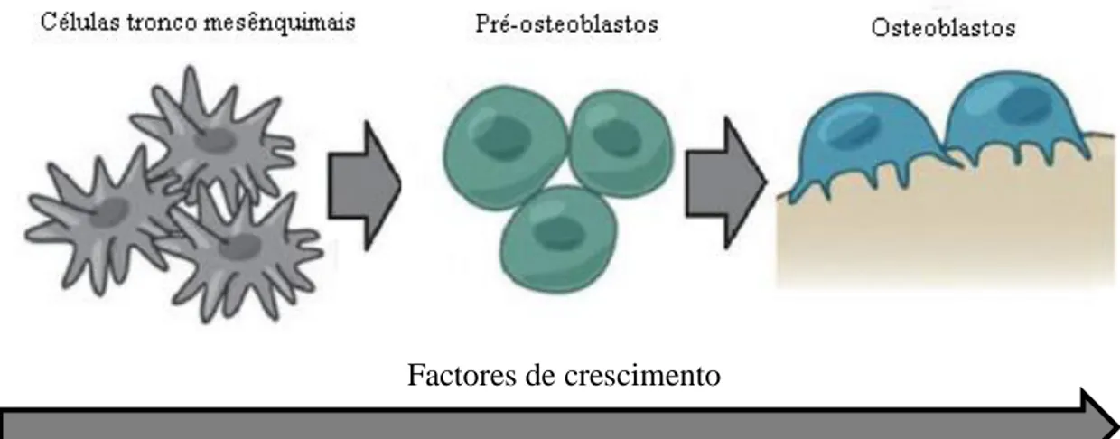 Figura  3:  Diferenciação  das  células  progenitoras  dos  osteoblastos  com  a  intervenção  dos factores de crescimento (Adaptado de Luu et al