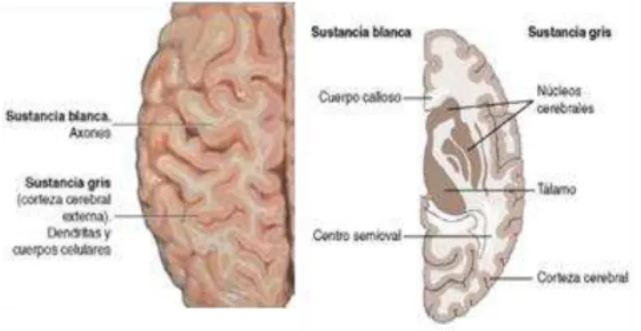 Figura 17- Substância branca e substância cinzenta (14). 