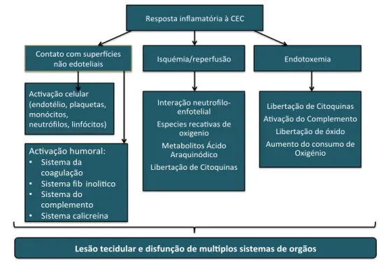 Figura 6 – Resposta inflamatória à CEC (Fonte:  adaptado de Bulow N, Colpo E, Duarte M, et al