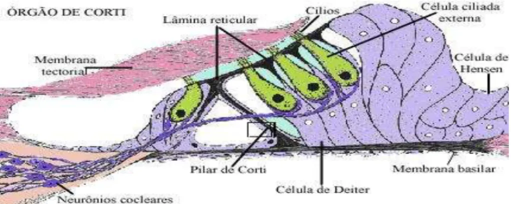 Figura 4  -  Órgão de Corti (Mirol, 2002) 