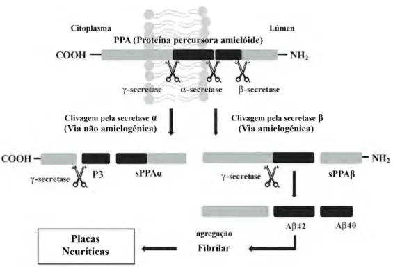 Figura 4- Processo de proteólise da proteína percursora amilóide (PPA) e formação da proteína  - amilóide  (A )