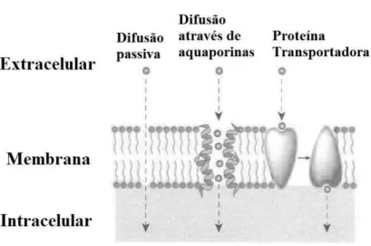 Figura 2 Representação da absorção de um fármaco através de 3 tipos de transporte; difusão passiva,  difusão através de aquaporinas e transporte activo