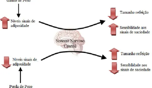 Figura 3: Efeito da perda e do ganho de peso a nível da homeostase energética  (Adaptado de Stephen C Woods &amp; D’Alessio, 2008)   