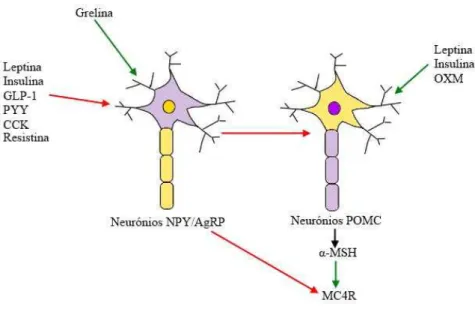 Figura 7: Os neurónios do ARC e as influências periféricas 