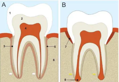 Figura 2: Esquema representativo da anatomia dentária; 1  –  Esmalte; 2  –  Dentina; 3  –  Cemento  radicular;  4  –   Polpa  dentária;  5  –   Ligamento  periodontal;  6  –   Osso  alveolar;  7  –   Folículo  dentário;  8  – Papila apical