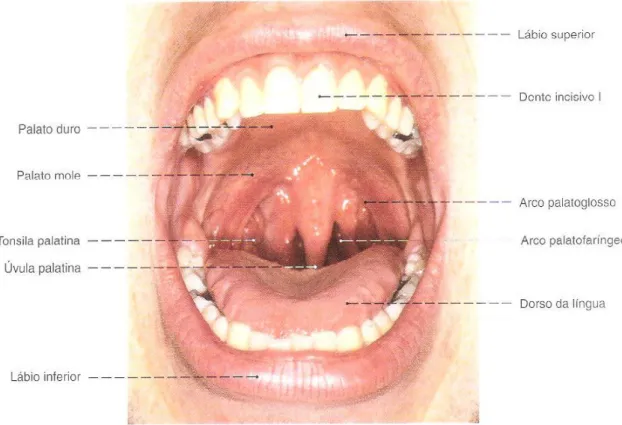 Figura 1: Visão ventral da cavidade oral (Putz e Pabst, 2000). 