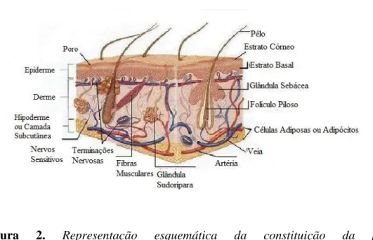 Figura  2.  Representação  esquemática  da  constituição  da  pele   («http://www.ciencia-online.net/2013/02/pele-fatos-funcoes-e-doencas.html»)