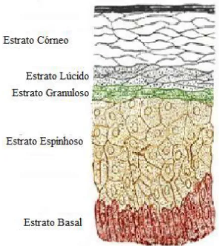 Figura  3.  Representação  esquemática  da  constituição  estratificada  da  epiderme  («http://dranathaliaftdermatofuncional.blogspot.pt/p/onde-atua.html»)