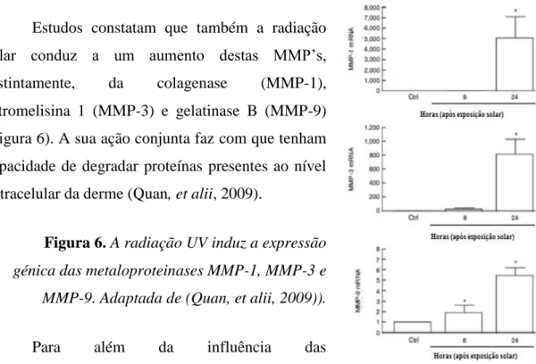 Figura 6. A radiação UV induz a expressão  génica das metaloproteinases MMP-1, MMP-3 e  MMP-9