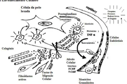 Figura 8. O processo micro-inflamatório da pele (Giacomoni e Rein, 2004). 