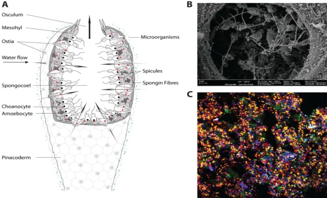 Figure  1-1.  (A)  Schematic  overview  of  an  asconoid  sponge  body  plan.  (B)  Scan  electron  microscope  (SEM)  picture  of  microbes  near  the  choanocyte  chamber