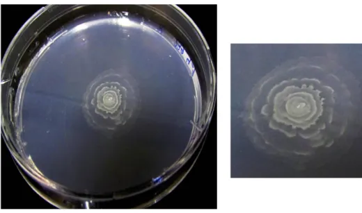 Figure 1-2. An Alphaproteobacterium isolated from Spongia (growing on R2A medium) –Cultivation  and Photo by E