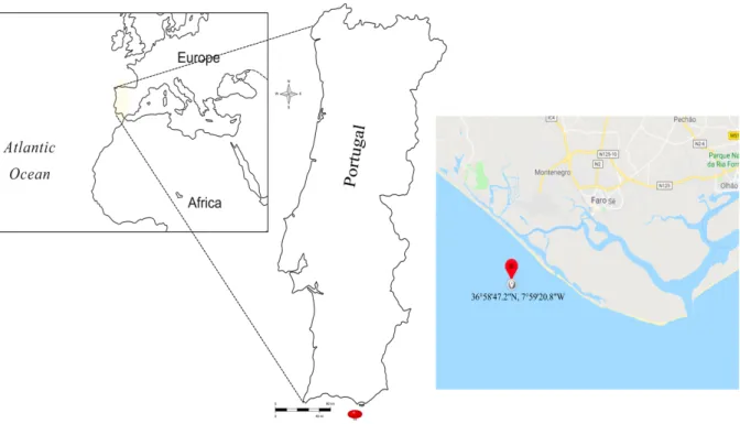 Figure 1-4.  Spongia officinalis sampling site at the Algarve coast, with the exact sampling location  marked in red (Copyright © 2017Worksheetworks.com and © Google map)