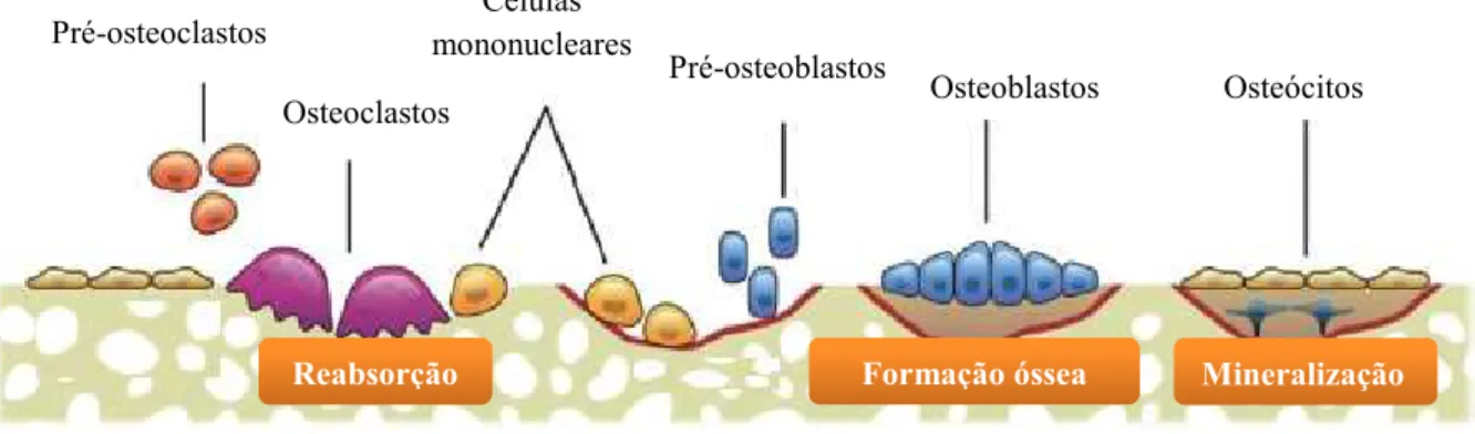 Figura 1- Processo de remodelação óssea (adaptado de Rios &amp; Giannobile, 2012)