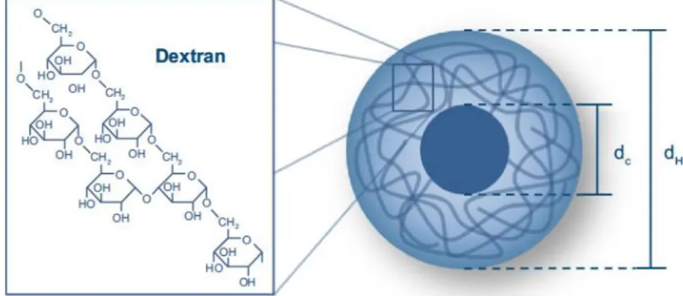 Figura III-9. Esquema de uma nanopartícula magnética envolvida em dextrano. 75