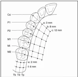 Figura  3:  Palato:  (a)  3mm  distância  da  margem  gengival;  (b)  8mm  distância  da  margem  gengival;  (c)  12mm  distância  da  margem  gengival;  (Ca)  ponto  médio  do  canino;  (P1)  ponto  médio  do  1º  pré-molar; 