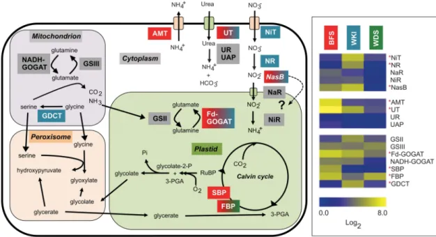 Figure 5 Simplified schematic representing N acquisition and N-based photorespiratory pathways in a diatom cell (left)