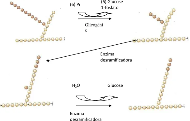 Figura  1.  Glicogenólise:  ação  da  enzima  glicogénio  fosforilase  e  da  enzima  desramificadora do glicogénio (adaptado de Devlin, 2010)