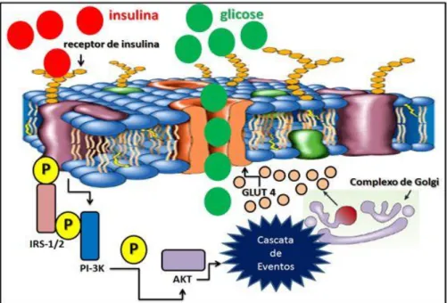Figura 3. Via de sinalização da insulina na captação da glicose (adaptado de Síndrome  metabólico e exercício físico: fatores relacionados à resistência à insulina)