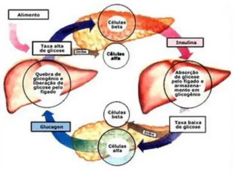 Figura  4.  Regulação  da  concentração  de  glicose.  A  glicemia  é  mantida  pela  ação  combinada  das  hormonas  pancreáticas:  insulina  e  glucagon  (adaptado  de  Autocontrolo  ineficaz da saúde em pacientes com Diabetes Mellitus tipo I)