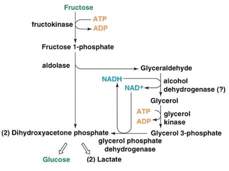 Figura 9. Metabolismo da frutose (Devlin, 2010). 