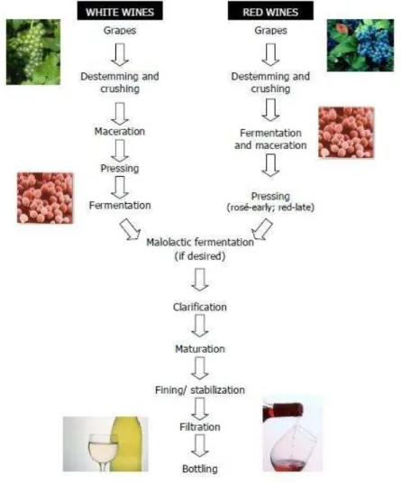 Figure 1.1  –  The main steps of wine production (Pretorius, 2000) 