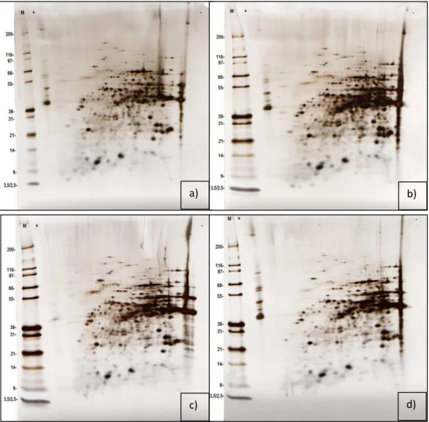 Figure  3.9   -   2D-PAGE  map  of  S.  cerevisiae  membrane-associated  proteins  extracted  from  cells  grown for 48 h (a, b are replicates; c is a replicate with addition of GAPDH and d is a replicate with  addition  of  GAPDH  and  GAPDH-derived  AMPs
