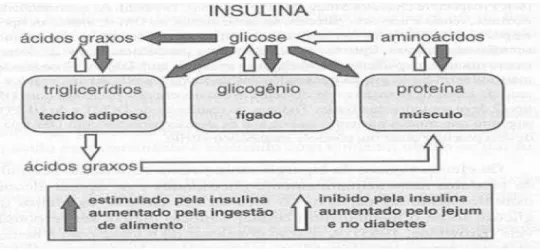 Figura 11- Ação da insulina. Adaptado de (Stephen, N. D. e Granner, 2006)