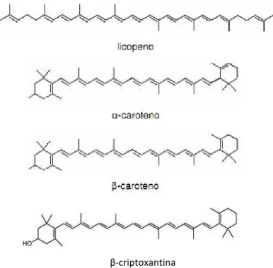 Figura  2  –  Estruturas  dos  carotenoides  licopeno,  α-caroteno,  -caroteno  e  -criptoxantina  (retirada  de: 