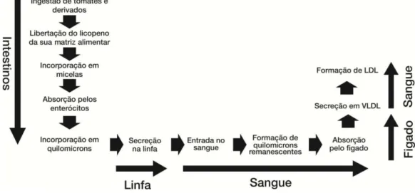 Figura  5  -  Etapas  da  absorção  de  licopeno  em  quilomicrons  e  sua  transferência  para  o  sangue  em  LDL  através do fígado