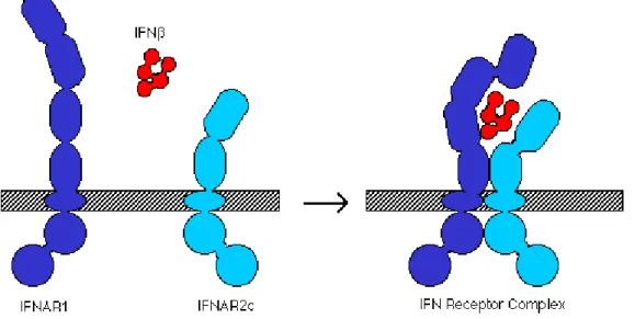 Figura 8 – Interacção entre IFN-β e o seu receptor (Davidson College, 2012). 