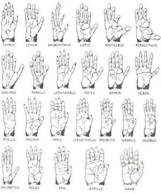 Figura 2.1 - Diferentes tipos de mão nos primatas. 