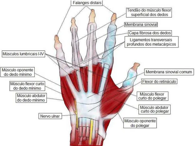 Figura 2.3 - Músculos e tendões de uma mão. 