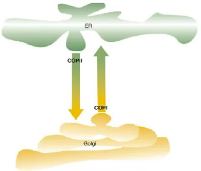 Figure 1 - Schematic representation of the cargo transport between the ER export sites and the Golgi apparatus