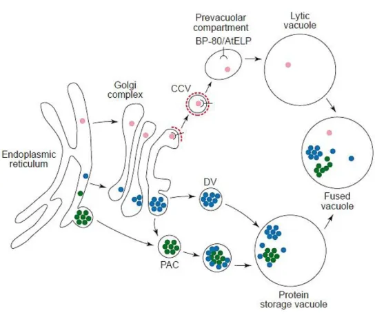 Figure  3  -  Schematic  representation  of  soluble  proteins  transport  to  the  vacuoles