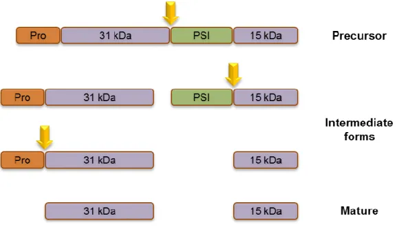 Figure 4 - Schematic representation of the proposed sequence of events during the processing of cardosin A
