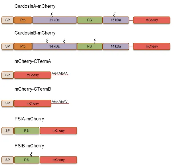 Figure 5 - Schematic representation of the chimeric constructions used in this study. Constructions coding for cardosin A  and B, the PSI from cardosin A and B, and the C-terminal from cardosin A and B, fused to the fluorescent protein mCherry
