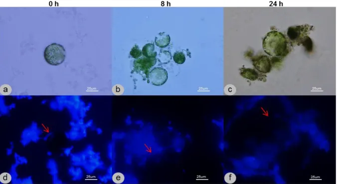 Figure  6  -  Monitorisation  of  cell  wall  regeneration  in  N.  tabacum  protoplasts  maintained  in  medium  A.a,  b,  c  -  Light  microscopy  images;  observations  at  various  time  points  were  performed  in  order  to  verify  the  viability  o