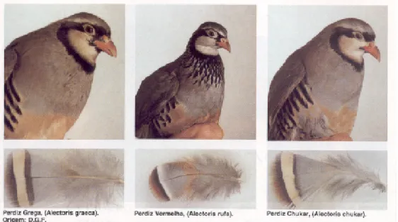 Figura 14 – Distinção entre Alectoris graeca, rufa e chukar. 