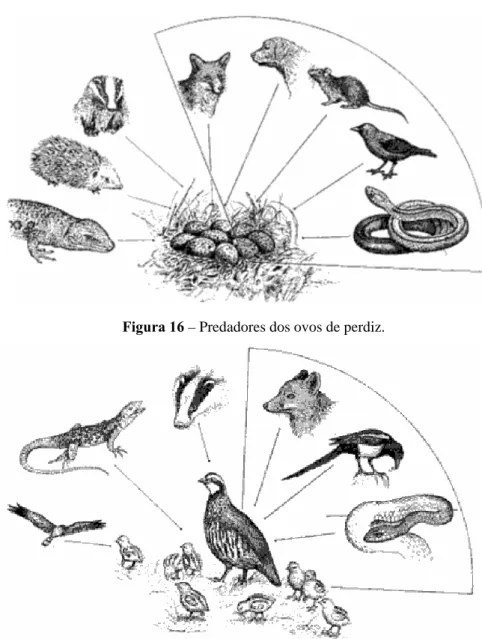 Figura 16 – Predadores dos ovos de perdiz. 