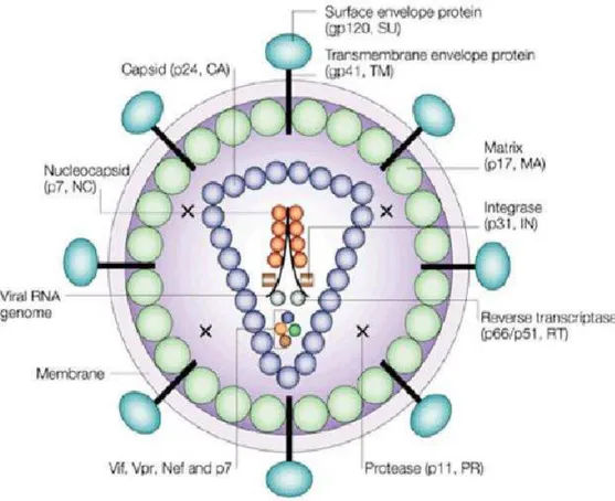 Figura 1: Representação esquemática da estrutura do vírus HIV-1. Adaptado de Robinson (2002 )